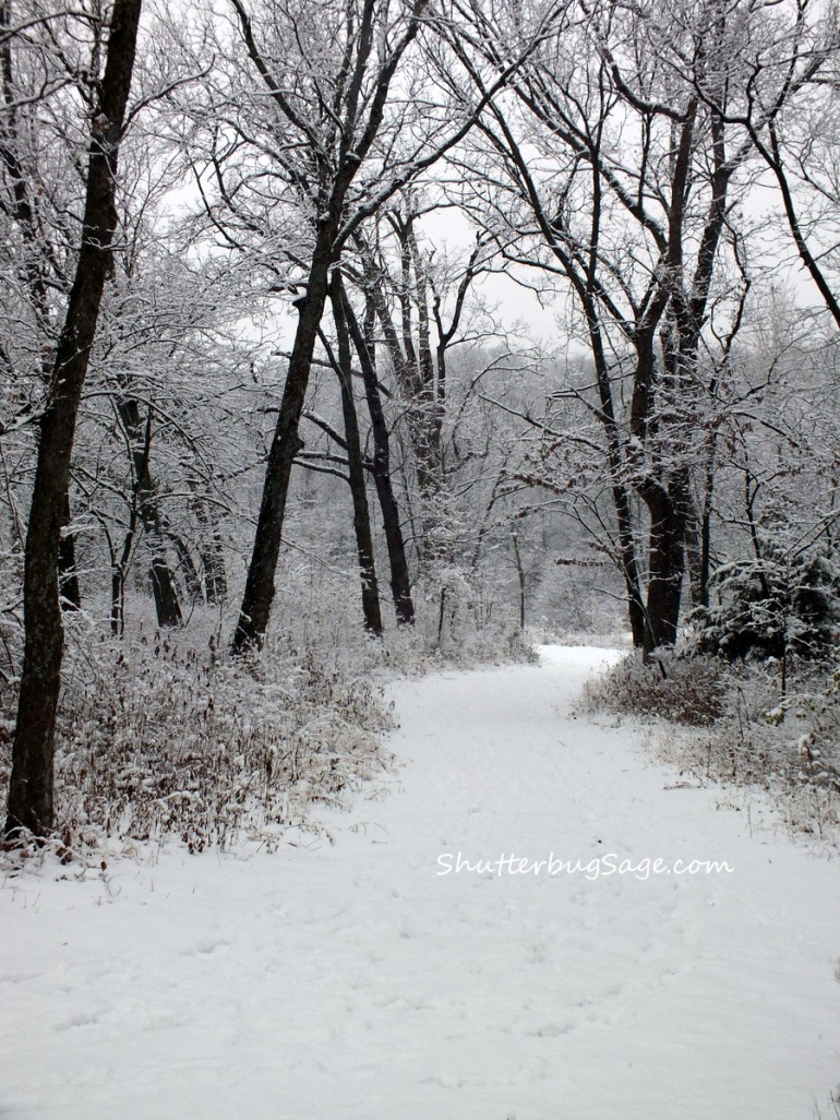 Winter Wonderland_edited-1