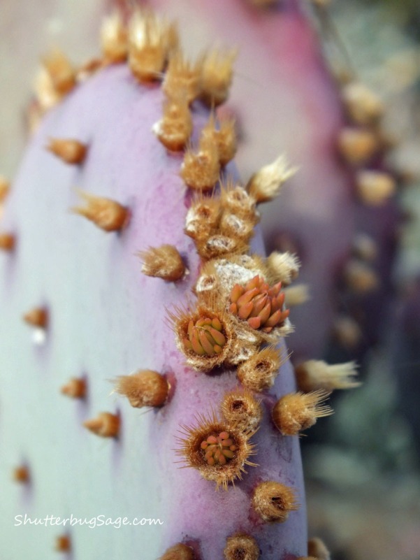 Purple Prickly Pear 1_edited-1