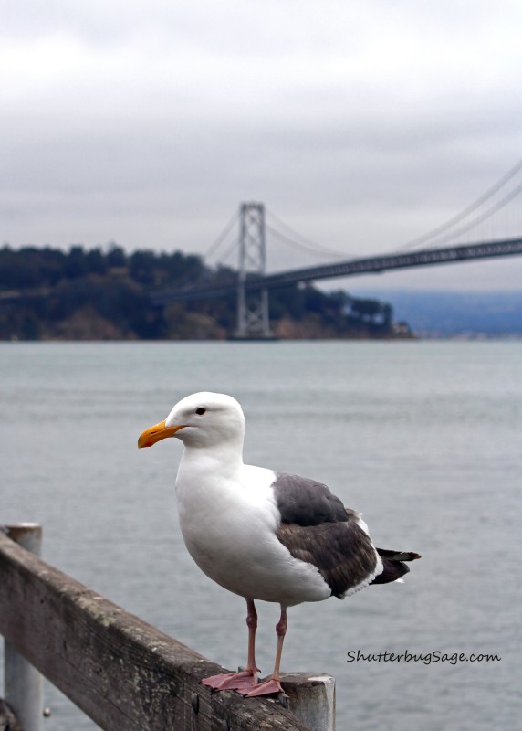 Gull in Front of Bay Bridge_edited-1