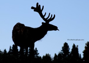 Elk at Dusk_edited-1