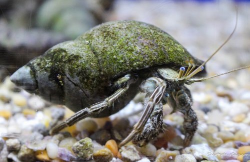 Georgia Aquarium - Little Crab